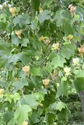 Liriodendrum tulipifera